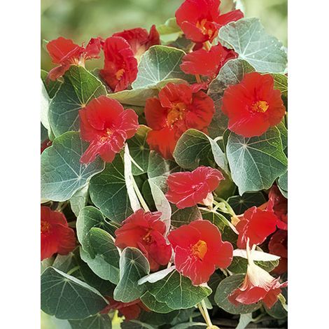 Capucine 'Baby Red' le sachet de 20 graines (3g) (1/2)
