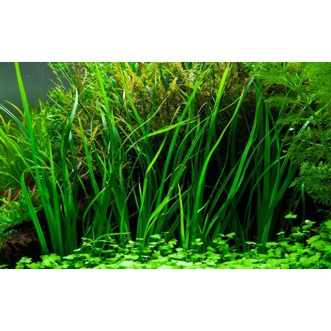 Aquarium Pflanze Cyperus helferi Wasserpflanzen Topf Nr.333A