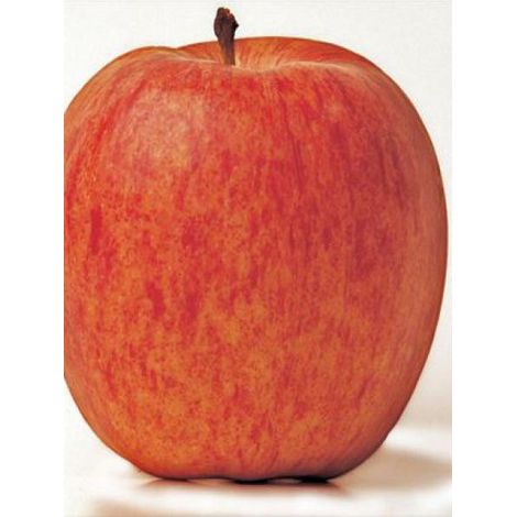 Pommier 'Gala' Pot de 7,5L/10L, Demi-Tige (1/4)
