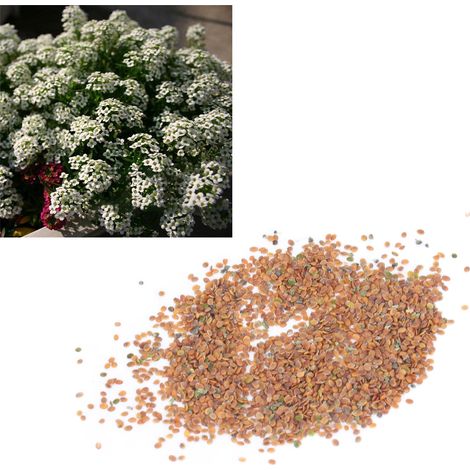 50 g de graines d'alysson odorant, graines de fleurs et d'herbes aromatiques pour créer un champ de fleurs parfumées. (1/5)