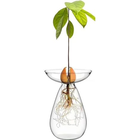 Vase de démarrage de graines d'avocat en Verre Transparent, Pot Fleurs pour Plantes hydroponiques, kit Culture Petits Arbres pour décoration intérieure Bureau à Domicile – Pots transpar (1/5)