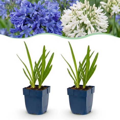 Agapanthe Duo Plante Vivace Mellifère pour Jardin Fleurs Bleu et Blanc Lot de 6 Pots 11 cm (1/5)