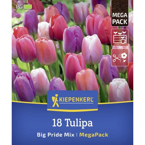 Kiepenkerl Herbstblumenzwiebelmischung Mega-Pack Darwin-Hybrid-Tulpe Big Pride 18 Stück (1/2)