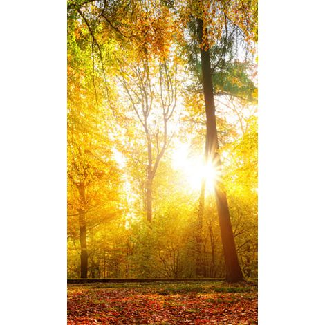 Panneau mural douche en alu-composite VIPANEL - Inspiration Nature Décor Forêt d'Automne - Finition Brillant - 150x255cm (1/5)