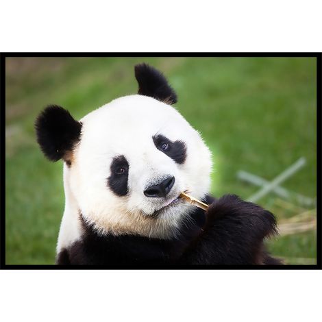 Affiche encadrée panda géant mangeant du bambou (1/5)