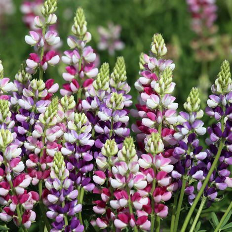 Graines de Lupin annuel Avalune Bicolours Mix - Lupinus hartwegii le sachet de 40 graines (1g) (1/2)
