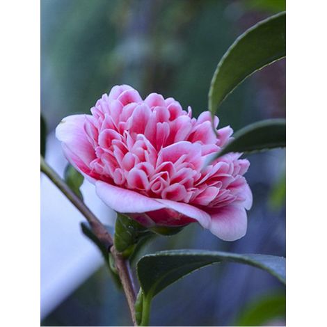 Camélia du Japon 'Volunteer ' Pot de 2L/3L