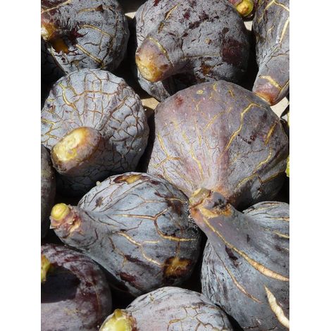 Figuier 'Grise de Tarascon' Pot de 4L/5L, Buisson (1/2)