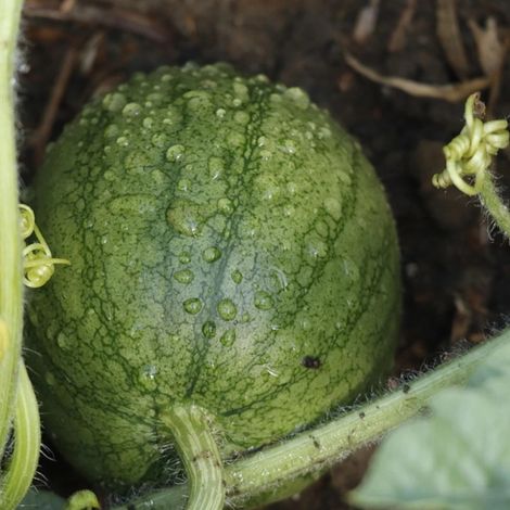 Plant de Courge Citre (Pastèque à confire)/Godet