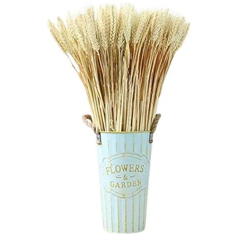 Blé Séché - Tiges Naturelles de Blé 40 cm - Décoration Rustique pour Couronnes, Centrepieces et Arrangements Floraux - Lot de 100 Pièces (1/5)