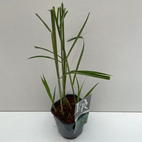 Miscanthus géant 30cm Pot 2L - Miscanthus × giganteus