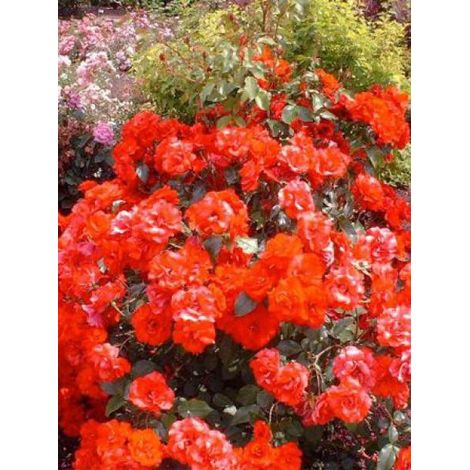 Rosier arbuste 'La Sevillana' Pot de 10 cm/11cm, Issu de bouture (1/2)