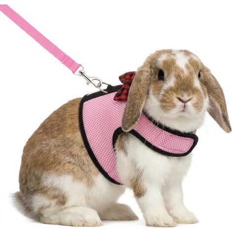 Leine und Geschirr-Set für Kaninchen und Katzen: Stilvolles Geschirr für Kleintiere. Verstellbar, weich und atmungsaktiv – ein Must-have. Ideal für Spaziergänge (Rosa, Größe L). (1/5)