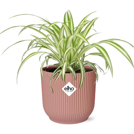 Chlorophytum Comosum Variegatum Plante Araignée Dépolluante avec Pot 14 cm Rose - PANGIVO (1/5)