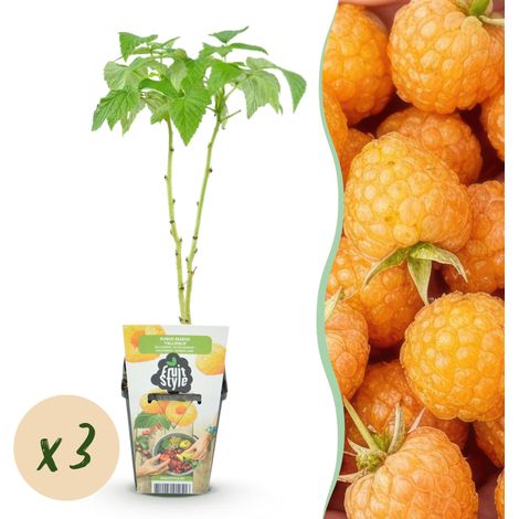 Lot de 3 Framboisiers Jaunes Rubus idaeus Fallgold - Plantes à Fruits Résistantes - Pots de 9 cm - PANGIVO (1/5)