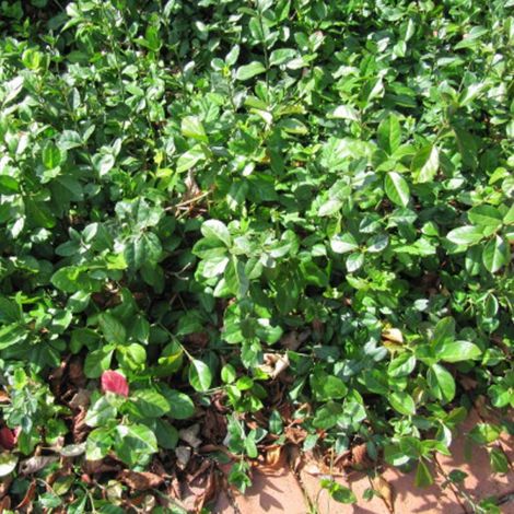 Fusain du Japon Microphyllus, Euonymus/Pot de 3L - 40/60 cm (1/3)