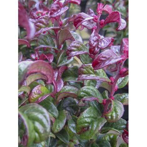 Leucothoe 'Twisting Red' Pot de 7,5L/10L (1/2)