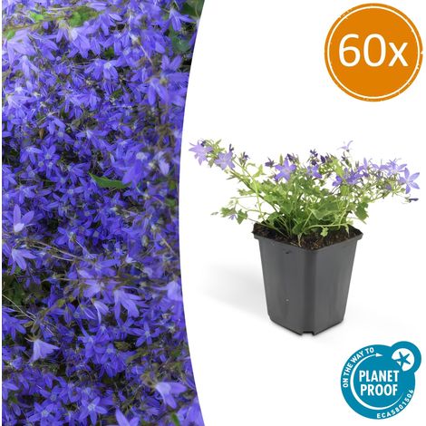 Lot de 60 Campanules 'Stella' Plante Couvre-sol Vivace Fleurs Bleues Pot Ø9cm 10-25cm - PANGIVO (1/5)