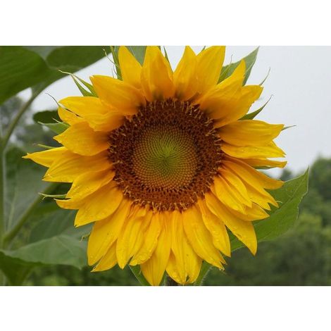 Semences Tournesol Jaune 500 – Graines Fleurs pour Jardin, Pots et Floraison Été (1/5)