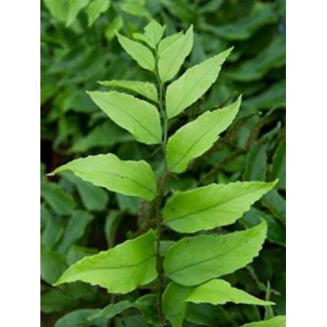 Cyrtomium fortunei 'Clivicola' Pot de 2L/3L (1/2)