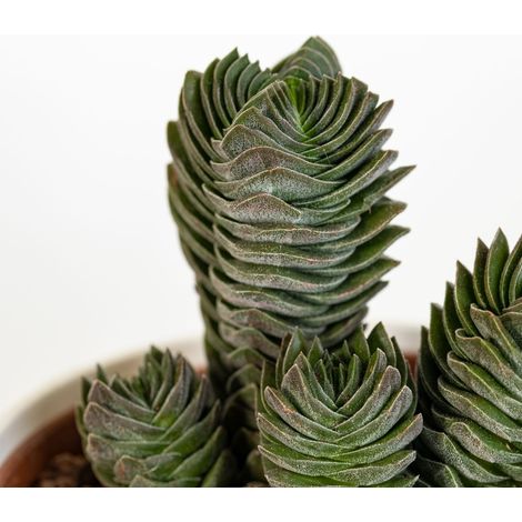 CRASSULA TEMPIO DI BUDDHA - Pianta Grassa Vaso 5,5 cm Foto Reali