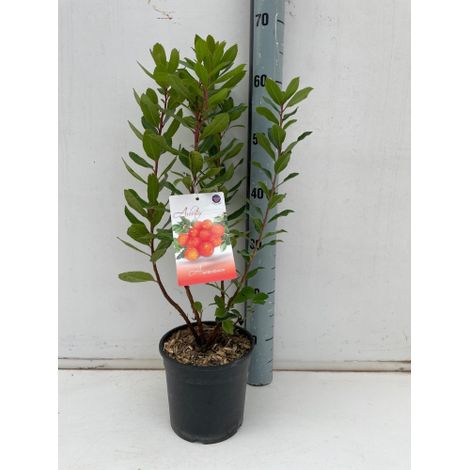 Corbezzolo "Arbutus unedo" strawberry tree pianta da frutta in vaso  19 cm (1/5)