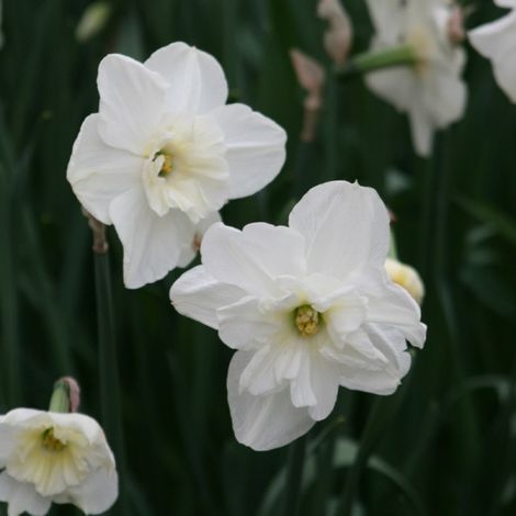 Narcisse Papillon Blanc Bulbe calibre 12+ (par 10) (1/2)
