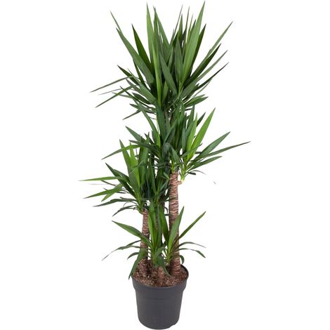 Yucca Pied d'Éléphant Plante Verte d'Intérieur Tropicale Hauteur 180 cm Pot ø34 cm - PANGIVO (1/4)