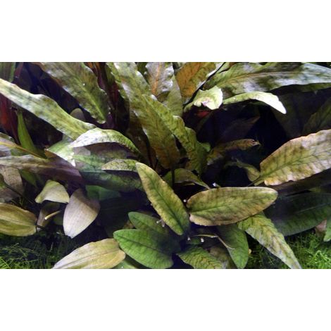 Aquarium Pflanze Cryptocoryne wendtii 'Tropica' Nr.309E