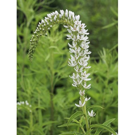 Lysimaque barystachys Godet de 8/9 cm