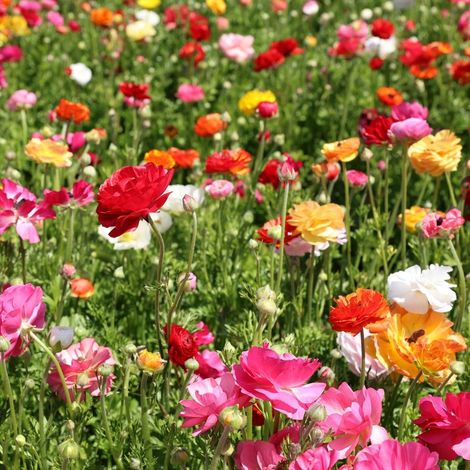Renoncule des fleuristes en mélange Bulbe calibre 8+ (par 20) (1/2)