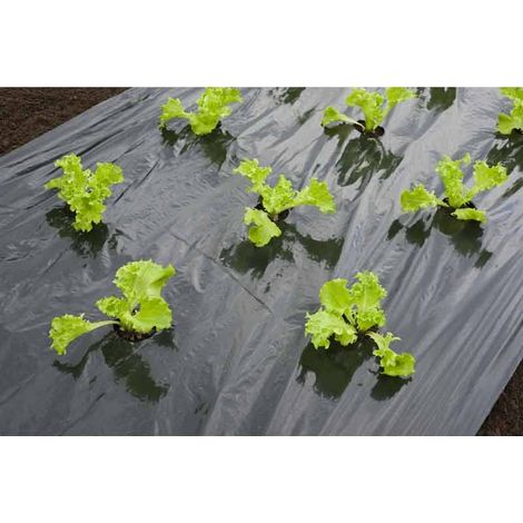 Film de paillage noir pour salades – Longueur 5 m – Trous découpés 6 cm – Épaisseur 20μ – Traité anti-UV – Nature