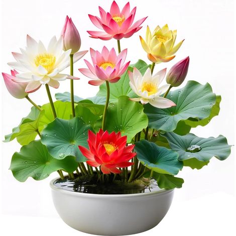 60 graines de lotus, graines de nénuphar multicolores, faciles à cultiver, plantes hydroponiques pour toutes les saisons, pour bassin et jardin.
