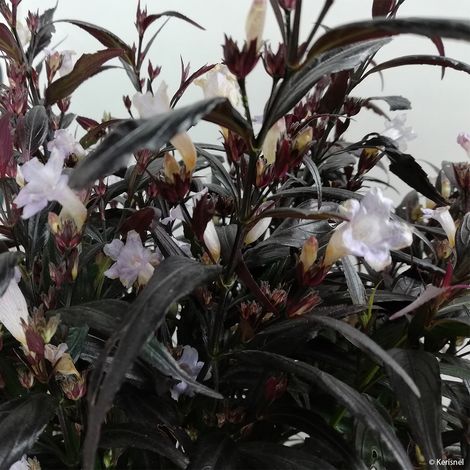 Strobilanthes anisophyllus Brunetthy Pot de 3L/4L (1/2)