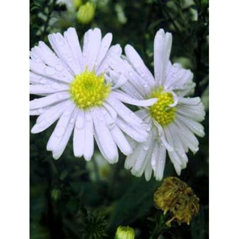 Aster grand d'automne 'Porzellan' Godet de 8/9 cm (1/2)
