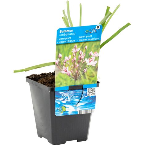 Bloomique - Butomus Umbellatus - Butome en ombelle - Plantes de bassin - Résistante au gel - Hauteur 15-25 cm - Pot 9 cm