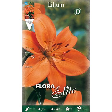 BULBI AUTUNNALI LILIUM ASIATIC ARANCIONE CONFEZIONE DA 2 BULBI BULBS BULBES