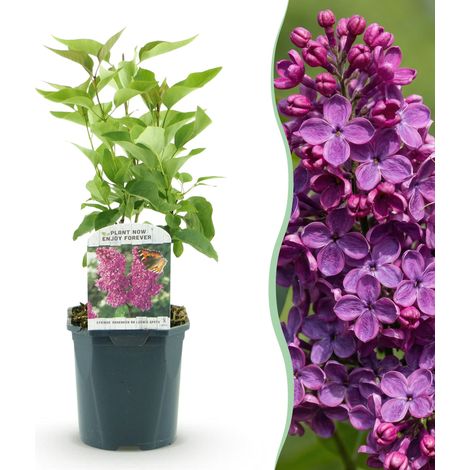 Lilas Commun Syringa vulgaris Ludwig Spath - Arbuste à Fleurs Parfumées Violet - Pot 17 cm - 45 cm - PANGIVO (1/5)