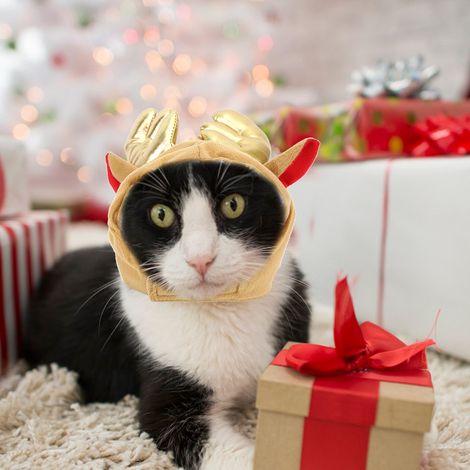 Chapeau en polyester respirant mignon pour animaux de compagnie (chat, chien) avec un motif d'élan et de dessin animé (taille S) (1/5)