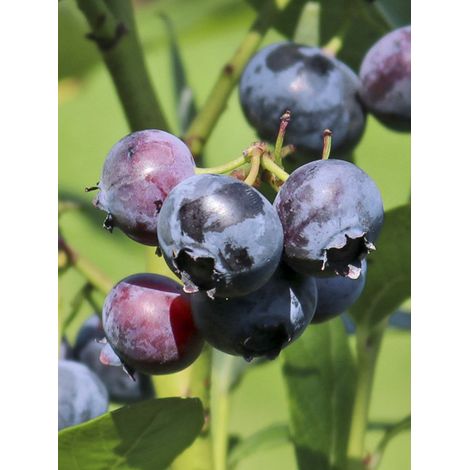 Myrtille d'Amérique 'Blueroma' Pot de 3L/4L, Touffe (1/2)