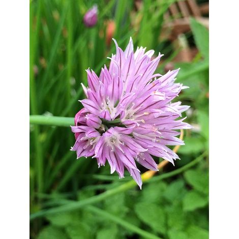 Ciboulette (Allium schoenoprasum) env. 1000 semences (1/5)