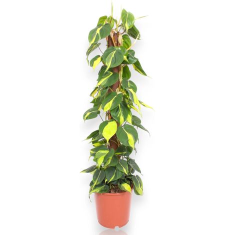 Gardenaria Philodendron scandens - Pianta da interno ornamentale - Altezza: 35 cm (vaso 20) (1/5)