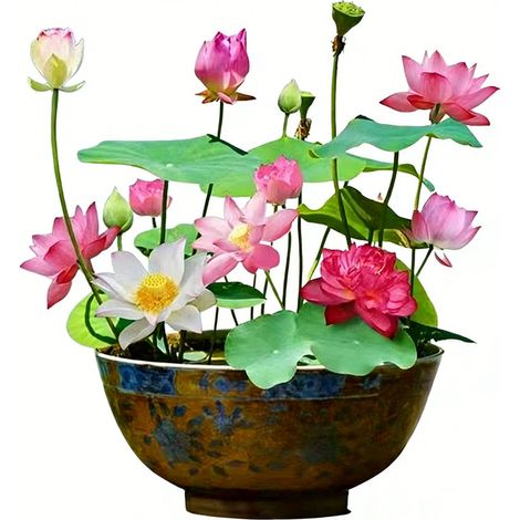 30 semillas de loto, semillas de loto para bonsái de colores mezclados, semillas de nenúfar multicolores, semillas de loto acuáticas, aptas para balcón, jardín o casa