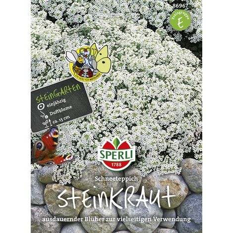 Sperli – Alysse odorante Schneeteppich – Graines de fleurs, annuelle, hauteur env. 15 cm (1/2)