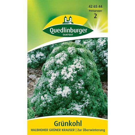 Quedlinburger Grünkohl Halbhoher grüner krauser - Gemüsesamen (1/4)