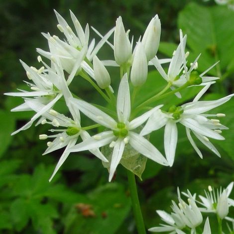 4 x Ail des ours - Allium ursinum - godet 9x9 cm (1/5)