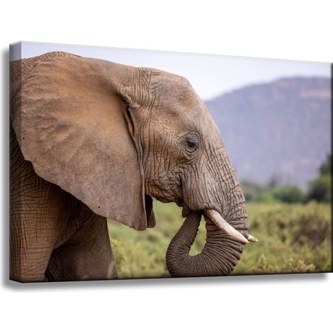 Leinwanddruck Tiere Elefant2 60x40 cm