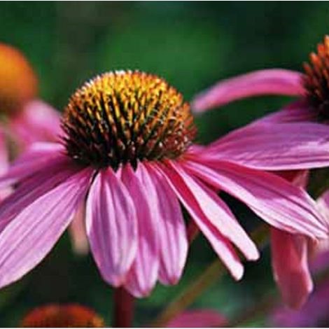 4 x Rudbeckia pourpre 'Leuchtstern' - godet 9x9 cm (1/4)