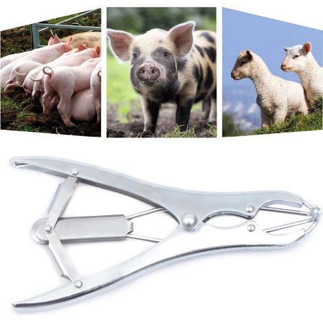 Pince d'expansion en élastomère en acier inoxydable, pince de castration élastique pince d'expansion + 100 anneaux de rupture pour la castration et l'arrachement des animaux (1/5)