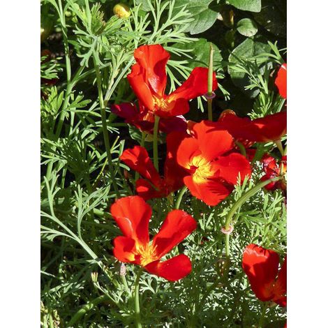 Pavot de Californie 'Red Chief ' le sachet de 550 graines (1g) (1/2)